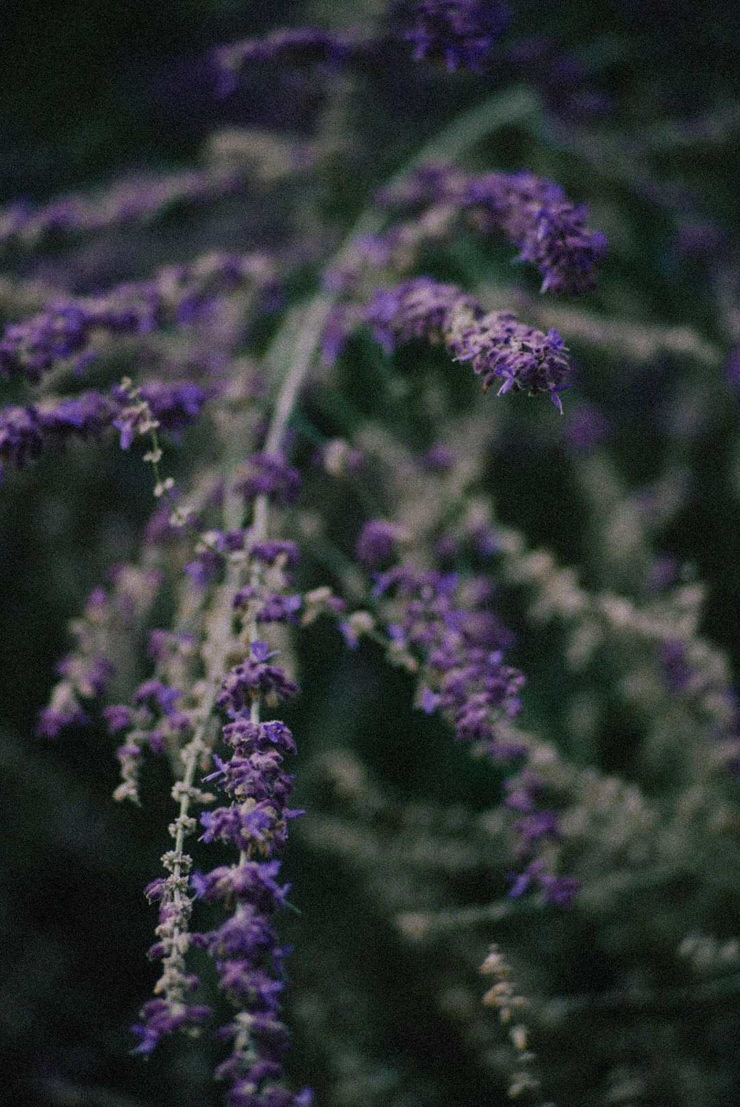 Blumen in Nürnberg