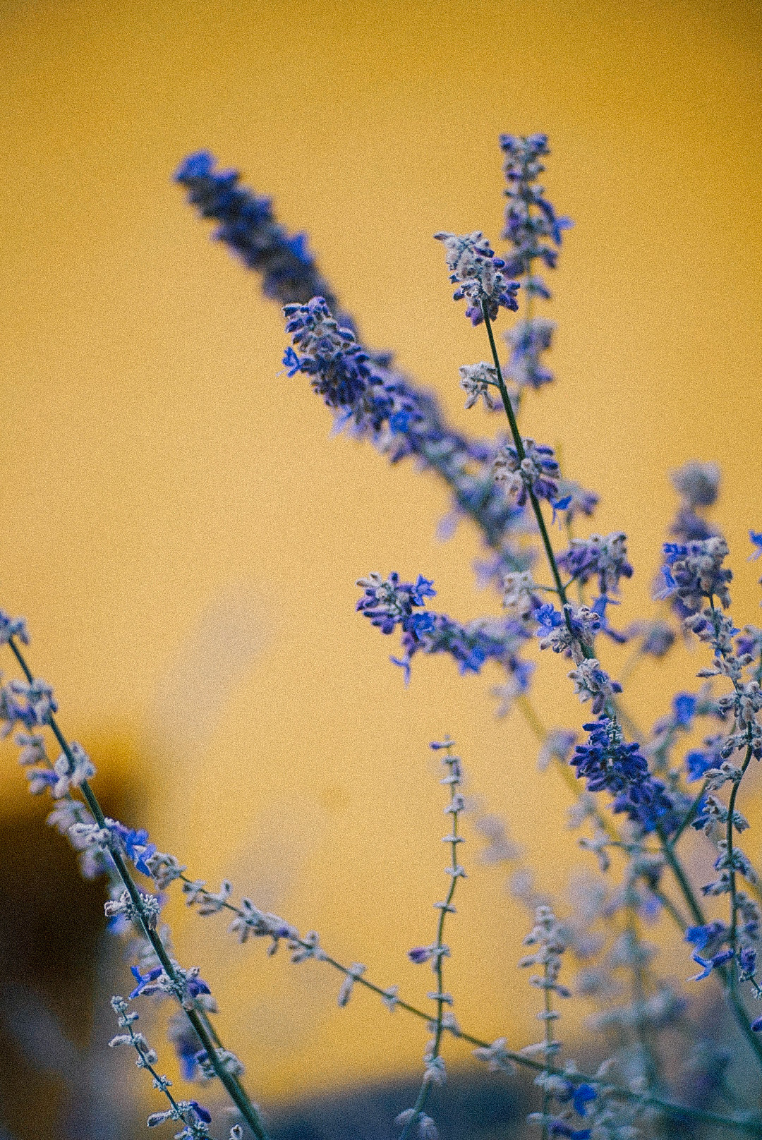 Blumen in Nürnberg