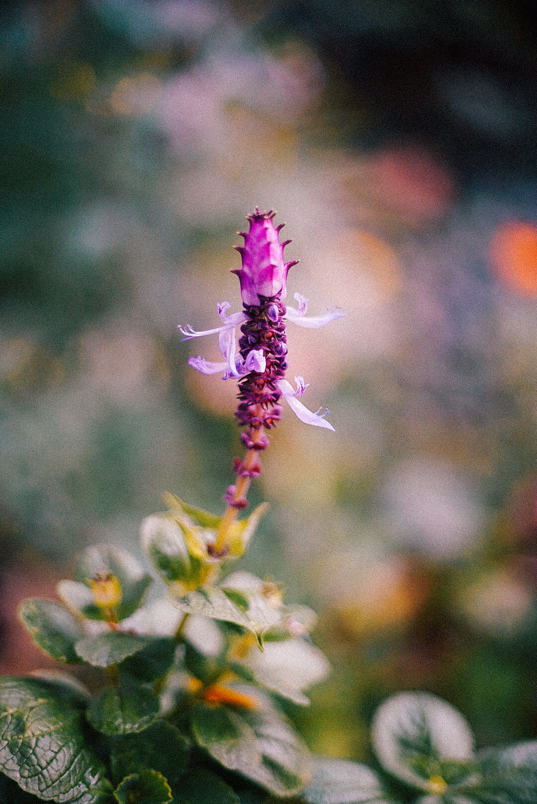 Blumen in Nürnberg